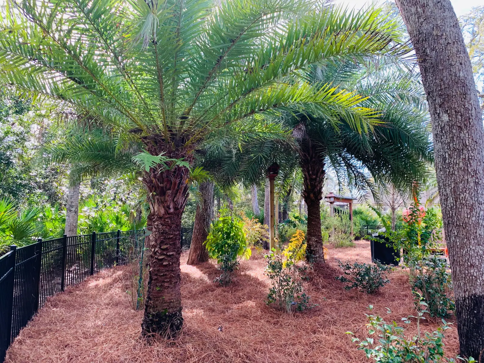 Pinestraw on a large residential lawn